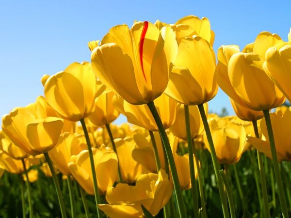 TULIPAS