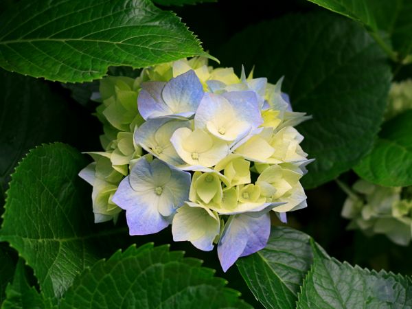 HORTÊNCIAS